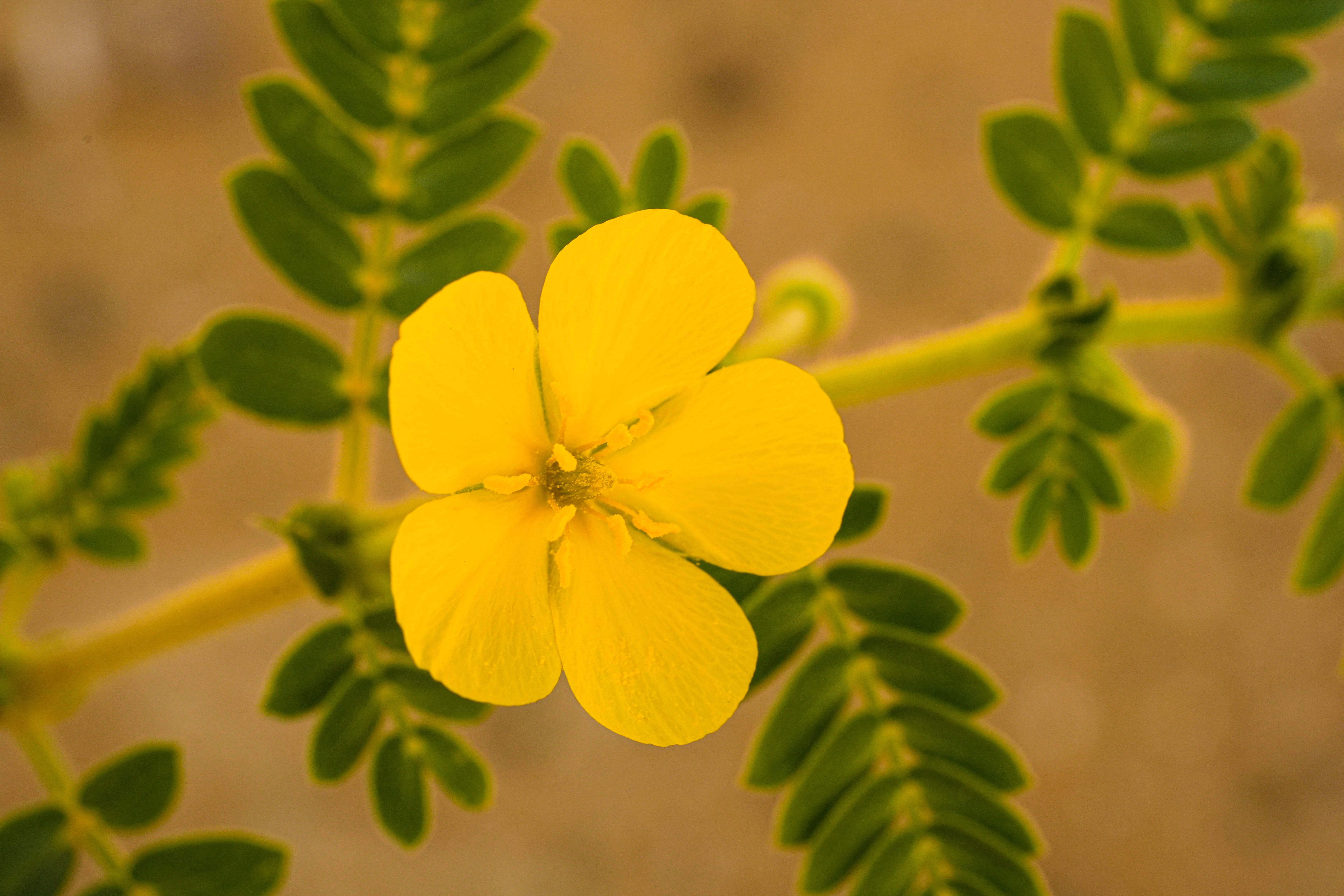 Tribulus terrestris (gulsčioji ragužė): nauda, vartojimas ir šalutinis poveikis